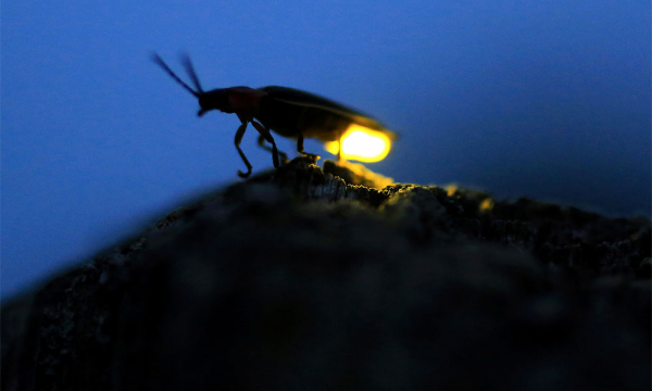 Биологи бьют тревогу: светлячки на грани вымирания