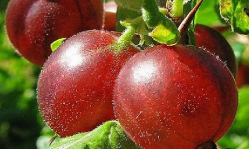 Этот фрукт служит в качестве лечение рака, диабета, миопии и других заболеваний